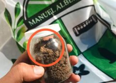 El milagro de Manuel Alberti: un posible hallazgo histórico conmueve al pueblo
